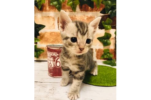 成約済の大阪府のアメリカンショートヘア-6709の2枚目